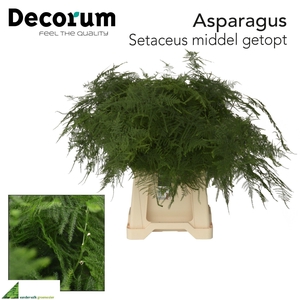 ASPARAGUS SETACEUS