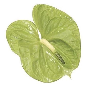 Anth A Midori