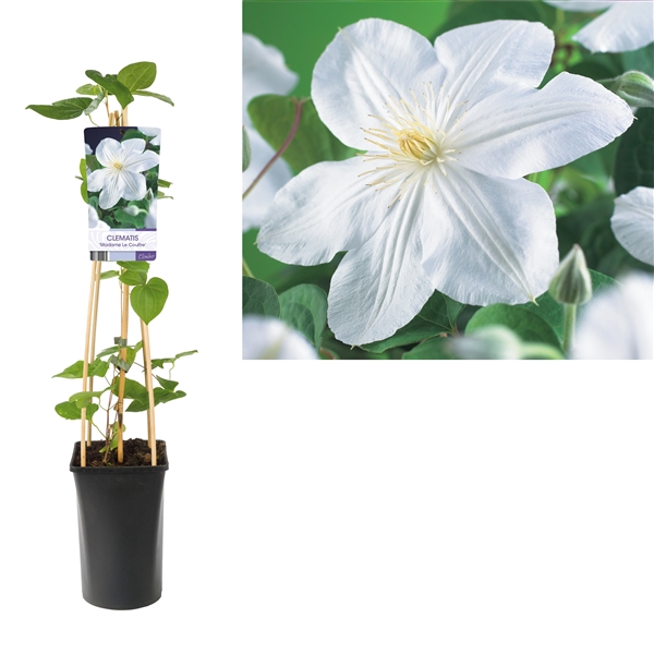 <h4>Clematis 'Madame Le Coultre' +light label</h4>