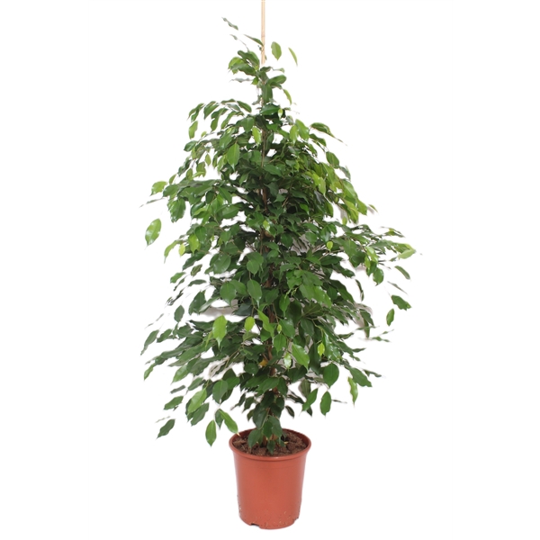 <h4>Ficus Exotica</h4>