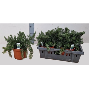 arr8 Rosmarin Of Prostrat