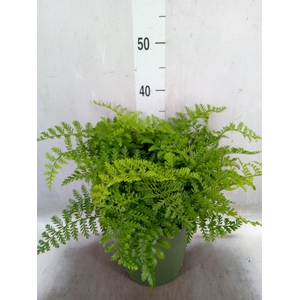 Asplenium  'Parvati'