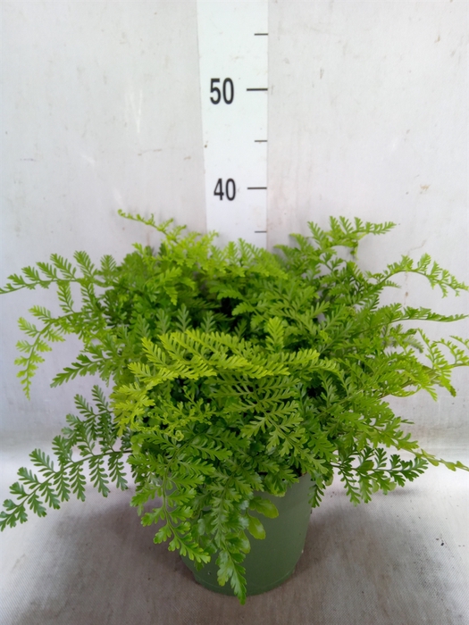 <h4>Asplenium  'Parvati'</h4>