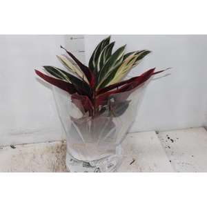 CALATHEA TRIALSTAR P17