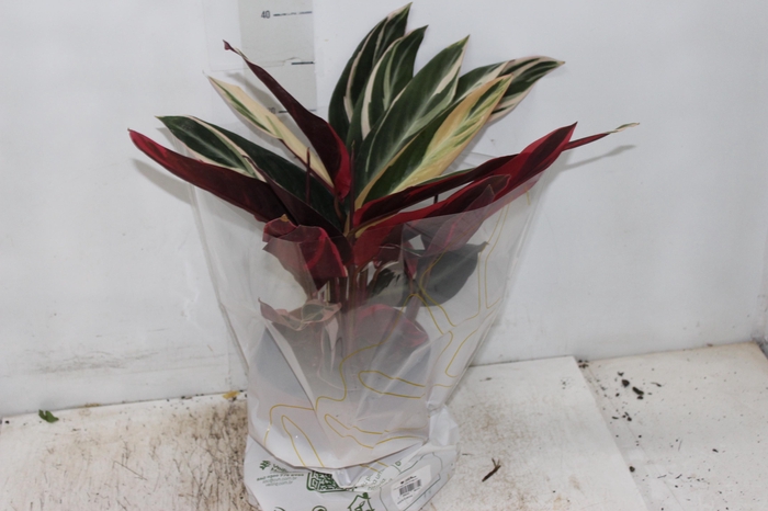 <h4>CALATHEA TRIALSTAR P17</h4>