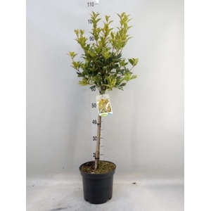 Osmanthus heteroph. 'Goshiki'