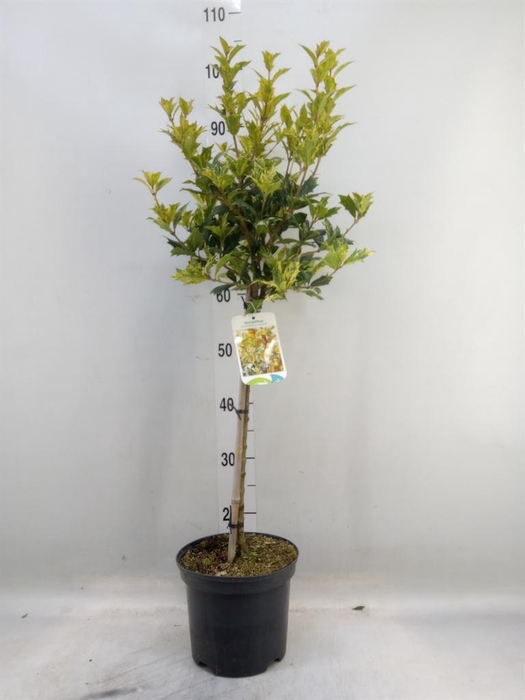 <h4>Osmanthus heteroph. 'Goshiki'</h4>