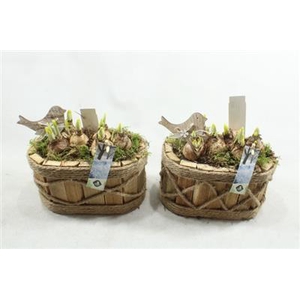 21253 HOUT OVAAL TETE