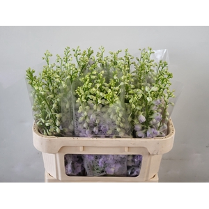 Delph Aurora Lavender EHM Vis