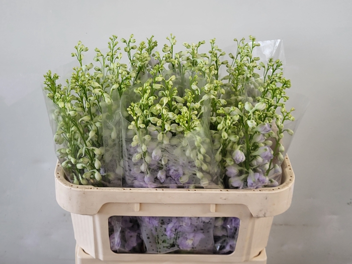 <h4>Delph Aurora Lavender EHM Vis</h4>