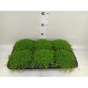 Soleirolia soleirolii   ...green