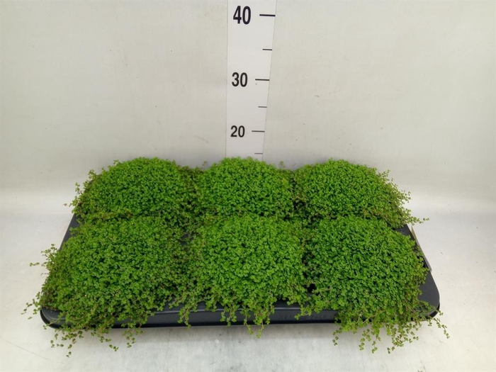 <h4>Soleirolia soleirolii   ...green</h4>