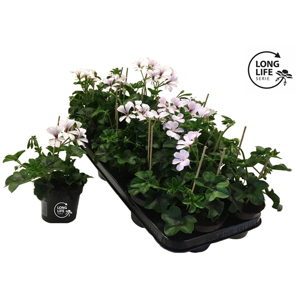 <h4>LongLife Peltatum Balkon White</h4>