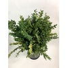 BUXUS 300