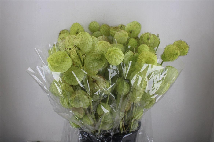 <h4>Asclepia Moby Dick Super P Bunch</h4>