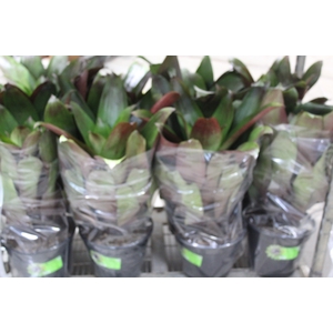 BROMELIA IMPERIAL P27 VERDE/VERMELHO