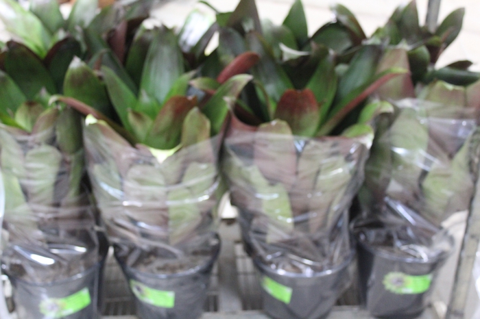 <h4>BROMELIA IMPERIAL P27 VERDE/VERMELHO</h4>