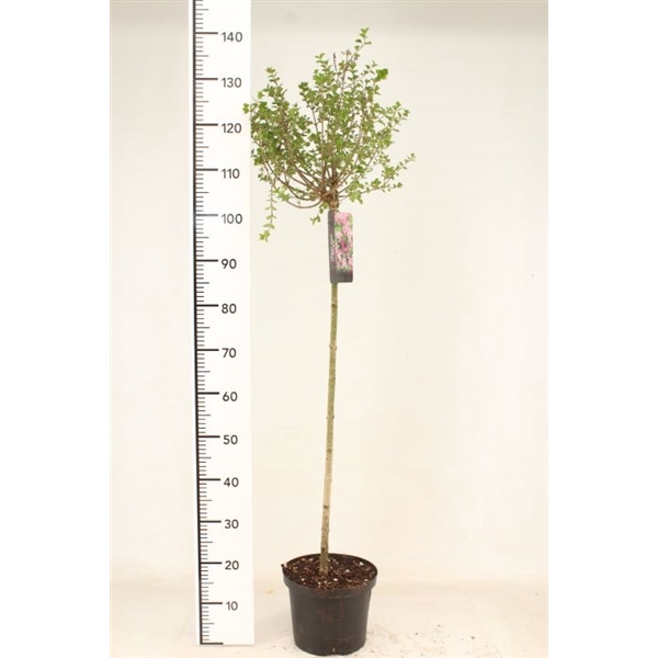 <h4>Syringa meyeri 'Palibin' 90ST</h4>