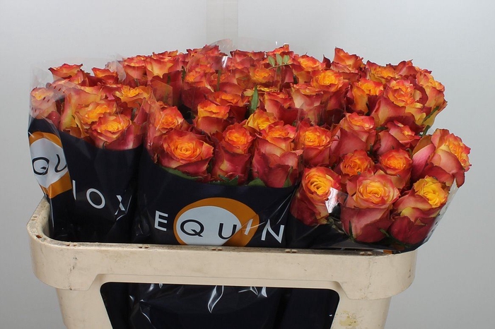 <h4>Rosa GR 'Wildfox'</h4>