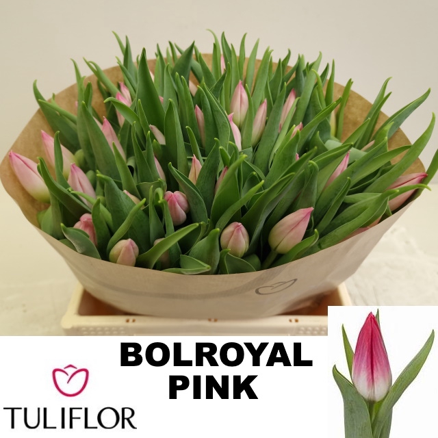 TU EN BOLROYAL PINK