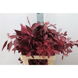 Euca Populus Bes Klb. Dark Cerise X5 300 Gram