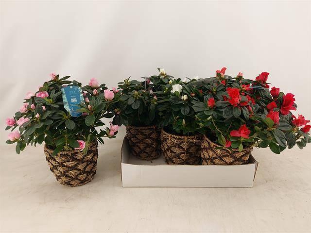 <h4>RHODO SI GEM 3 SRT</h4>