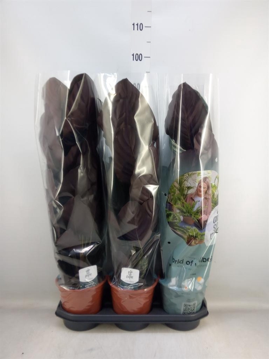 <h4>Calathea sanderiana</h4>