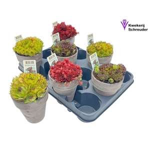 ARR SEMPERVIVUM