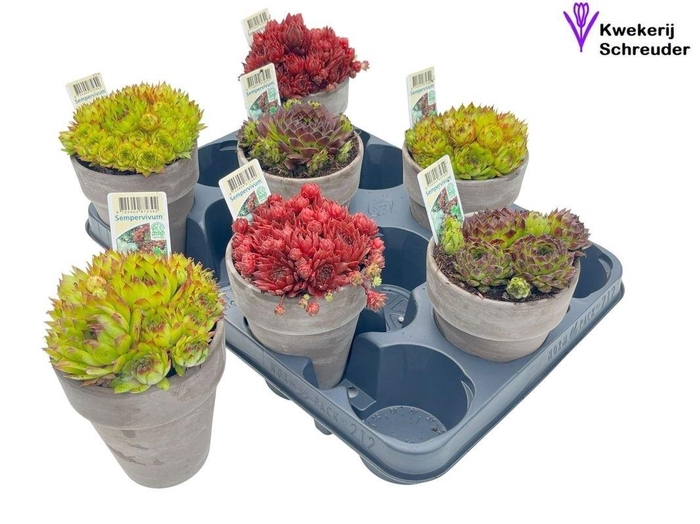 <h4>ARR SEMPERVIVUM</h4>