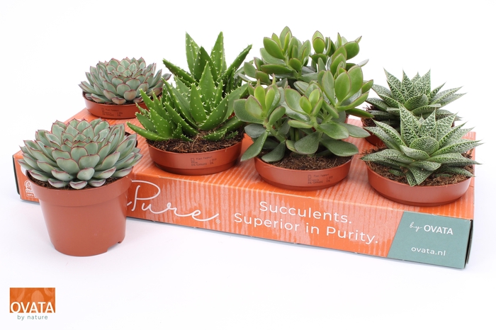 <h4>SUCC GEM 4 SRT</h4>