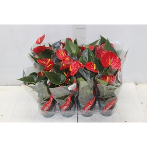 ANTHURIUM RED SUCCESS P09