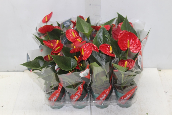 <h4>ANTHURIUM RED SUCCESS P09</h4>