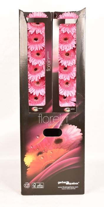 <h4>Gerbera Peppa Aquabox</h4>