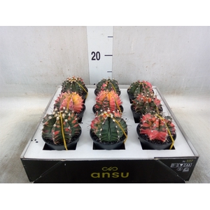 Gymnocalycium mihanov. 'Japan'  mix