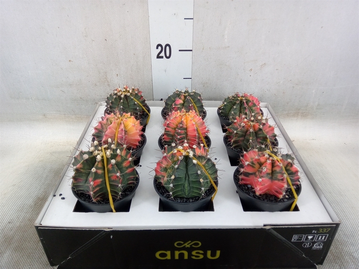 <h4>Gymnocalycium mihanov. 'Japan'  mix</h4>