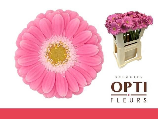 <h4>GE MI PHILOU</h4>