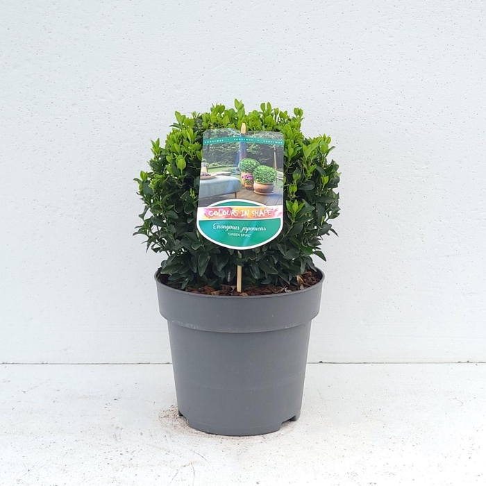 <h4>Euonymus japonicus Green Spire</h4>
