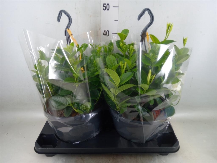 <h4>Mandevilla sand. 'SumStar White'</h4>