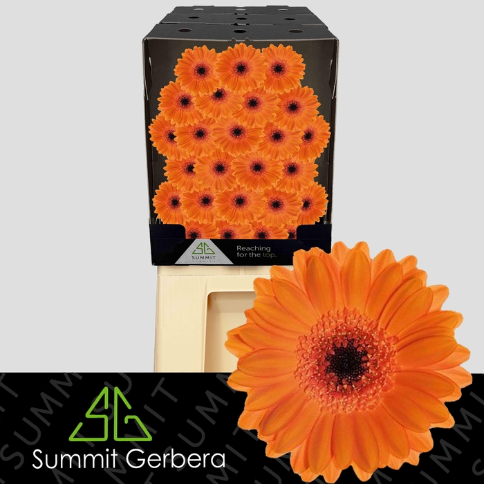 <h4>Germini Bison Diamond</h4>