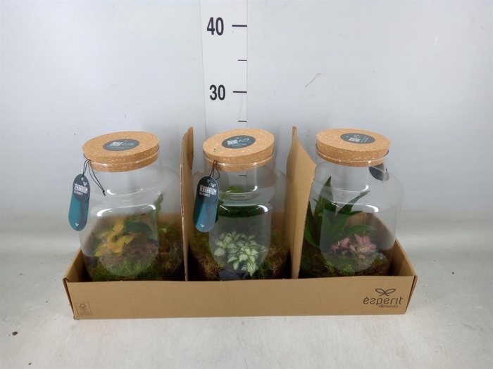 <h4>Arr.    Planten  H%</h4>