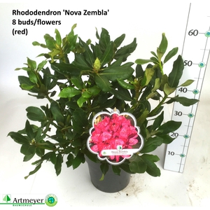 RHOD CAT NOVA ZEMBLA