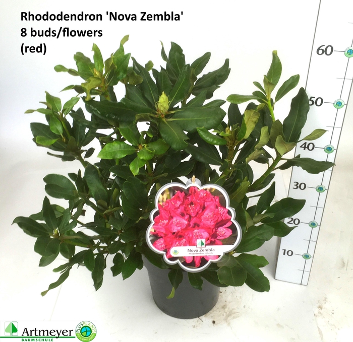 <h4>RHOD CAT NOVA ZEMBLA</h4>