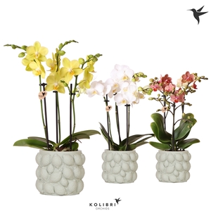 Kolibri Orchids Phalaenopsis mix 3 spike in Citrus pot green