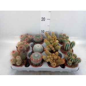 Cactus   ...mix