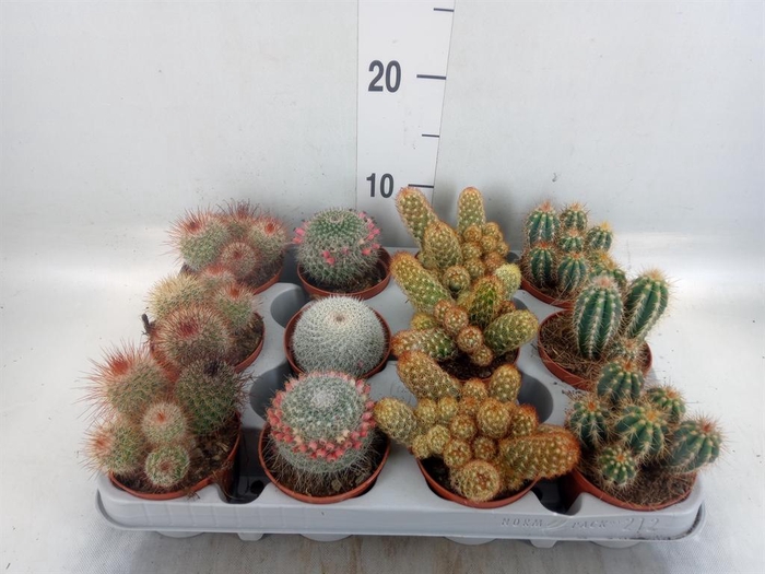 <h4>Cactus   ...mix</h4>