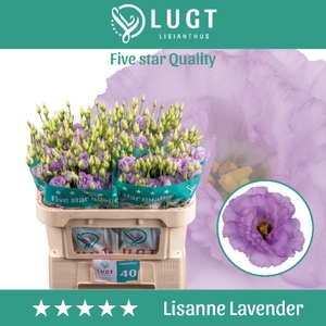 Lisianthus Lisanne Lavendel