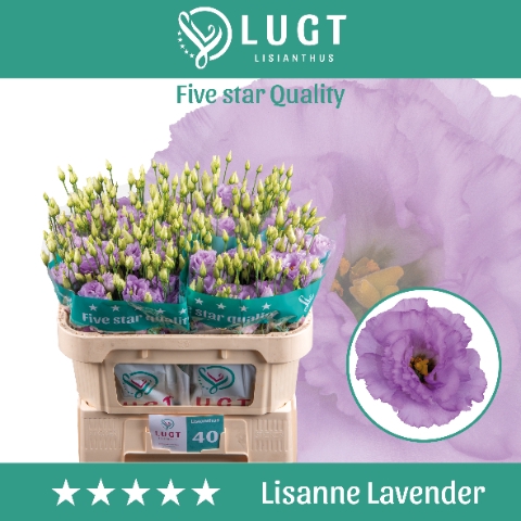 <h4>Lisianthus Lisanne Lavendel</h4>