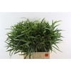 Euca Nicoly 300gr S A P Bunch