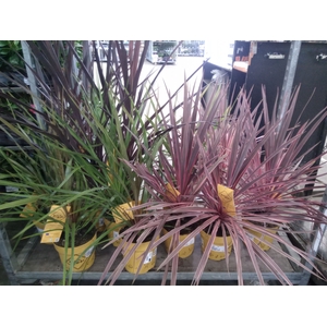 Cordyline   ...mix
