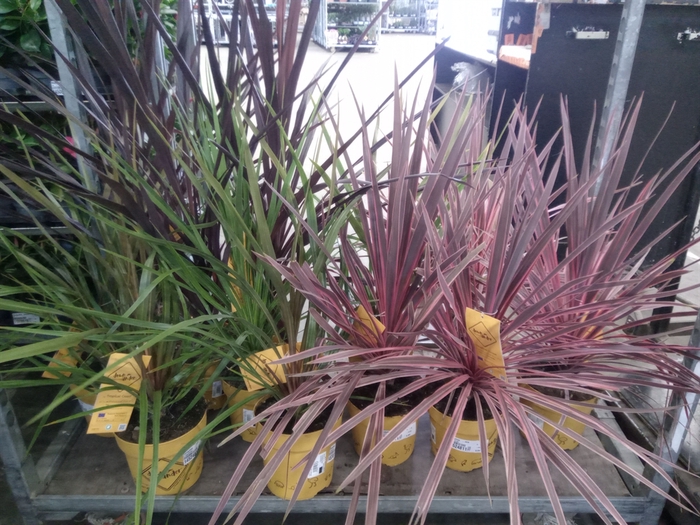 <h4>Cordyline   ...mix</h4>